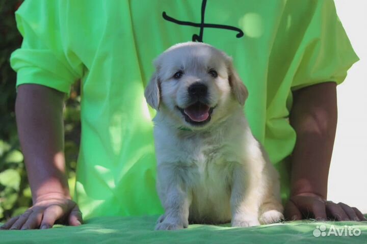 Золотистый ретривер