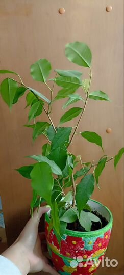 Фикус бенджамина
