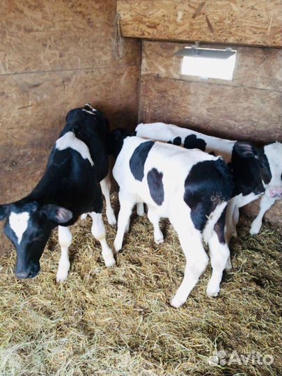 Телята(бычки,тёлки)