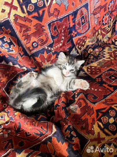 Котята в добрые руки даром