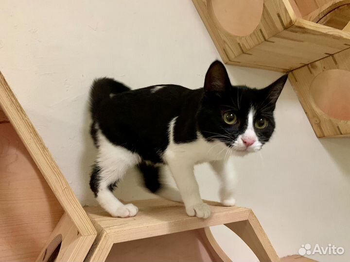 Котёнок 5мес супер ласкуша