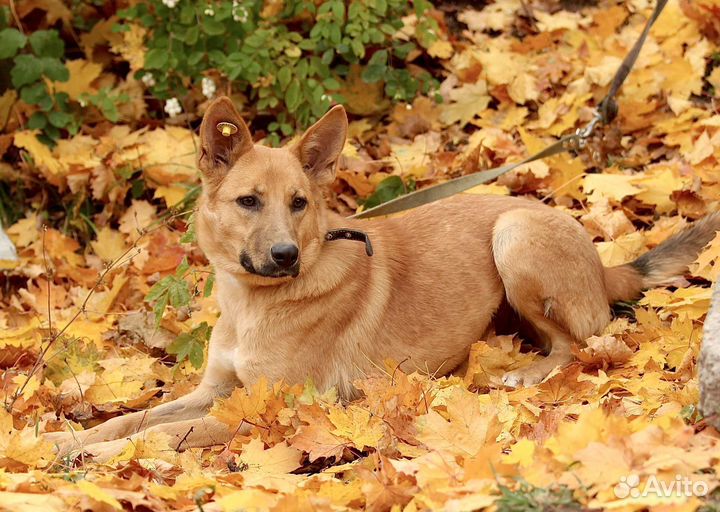 Лиса - красотка из приюта