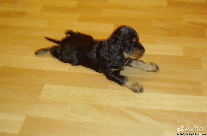 Картинки ЩЕНОК СПАНИЕЛЯ В 2 МЕСЯЦА