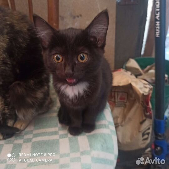 Кошки в добрые руки бесплатно