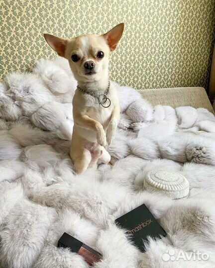 Вязка мальчик