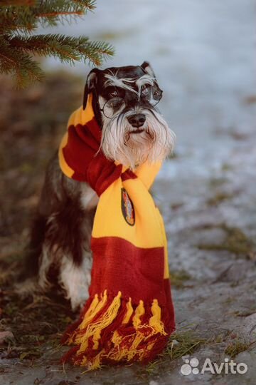 Цвергшнауцер вязка