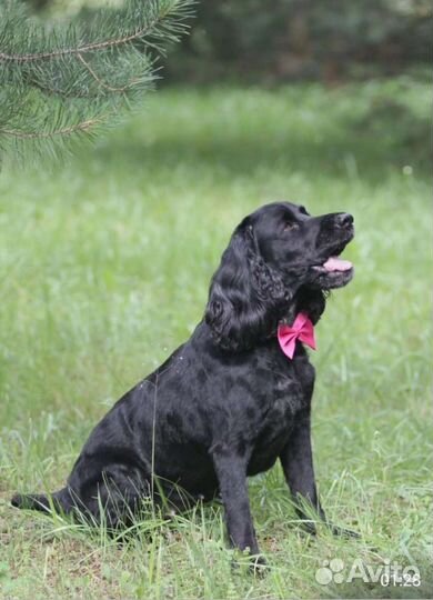 Спаниельку выкинули