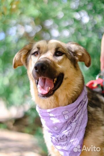 Брусника скромно ждёт в приюте