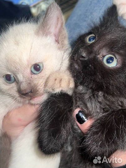 Котята
