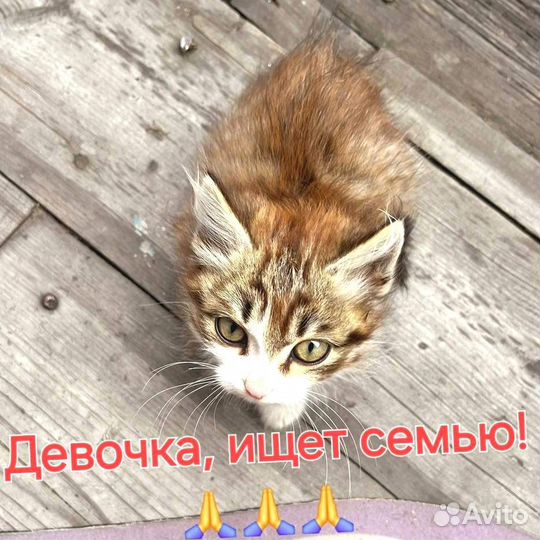 Котята в добрые руки