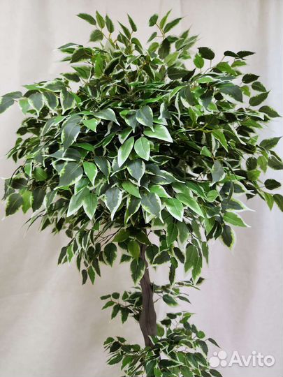Фикус Изящный цветок искусственный деревья домой