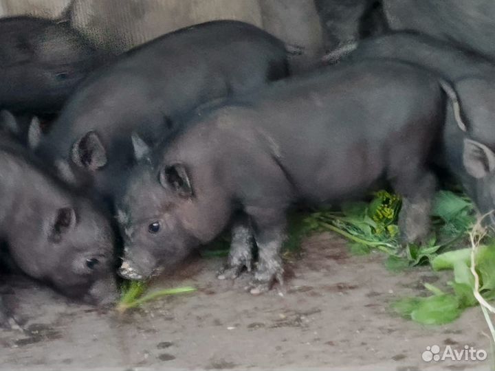 Вьетнамск вислобрюхий поросенок
