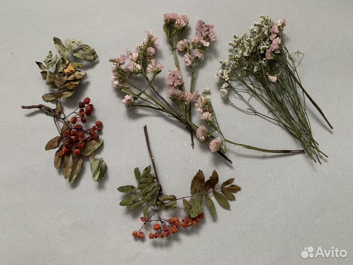 Сухие цветы Гербарий листья деревьев