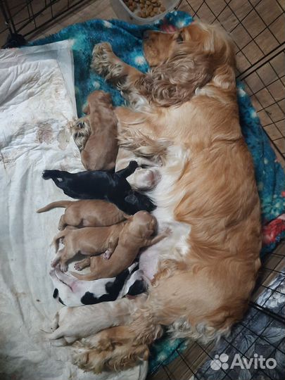 Кокер спаниель