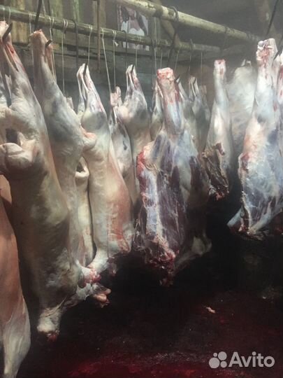 Овцы бараны козы крс