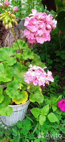 Герань низкорослая