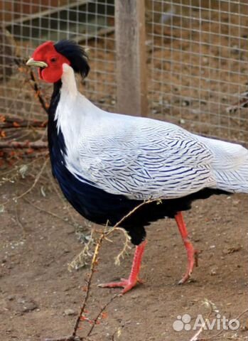 Самец золотого фазана