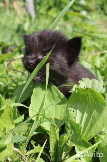 Кот 4 (07.06 2023 г.). Чёрный как уголь, крупный