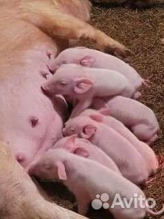 Поросята ландрас