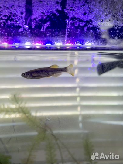 Аквариумная рыбка Данио бесплатно