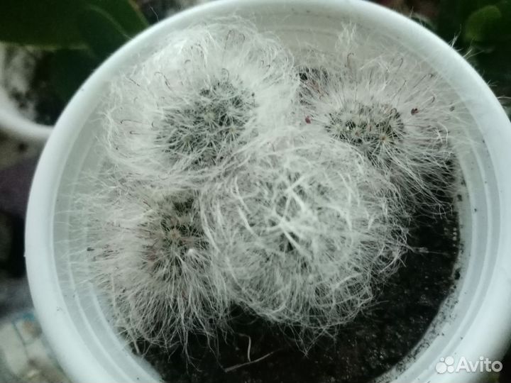 Детки кактуса