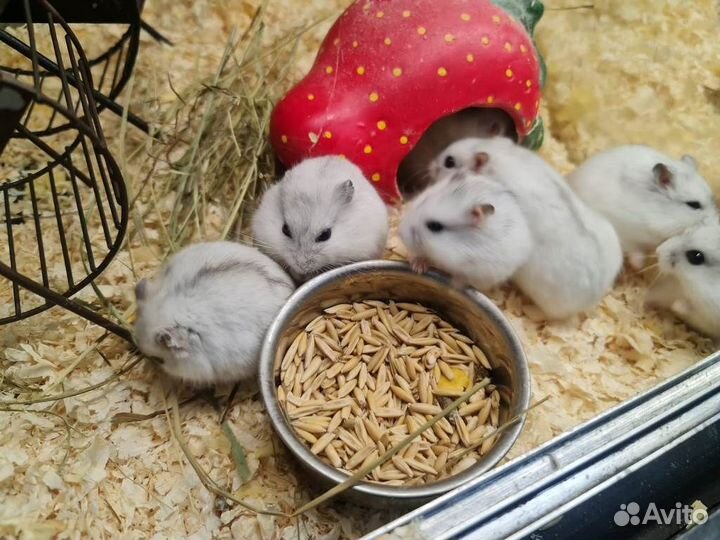 Хомяк джунгарский ручной, разные окрасы