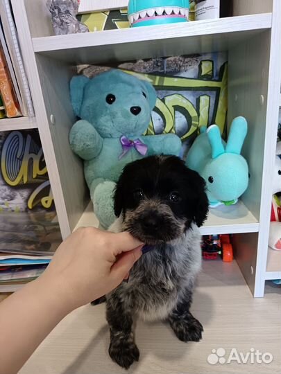 Русский охотничий спаниель