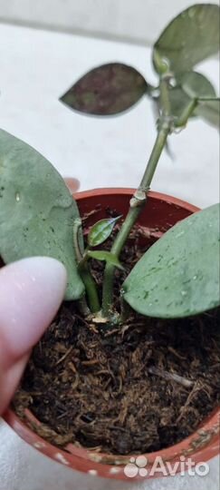 Хойя эскимо сильвер