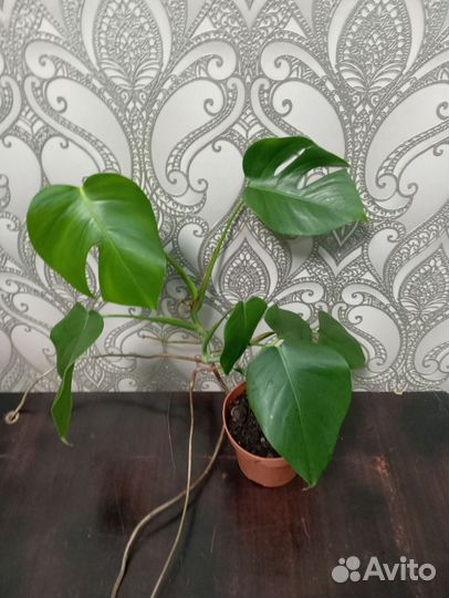 Комнатные растения. Монстера