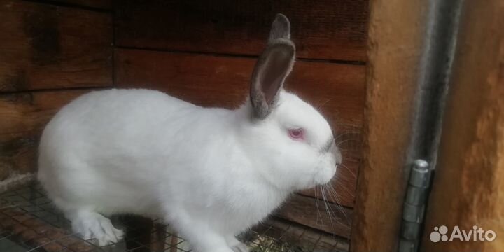 Калифорнийские кролики