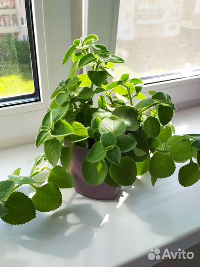 Мята домашняя