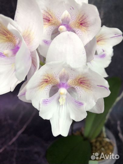 Орхидея фаленопсис Попкорн бабочка