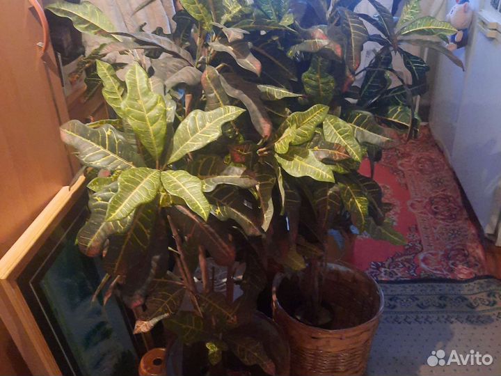 Цветы интерьерные искусственные напольные