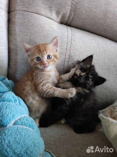 Отдадим котят в очень добрые руки