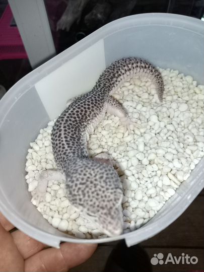 Террариум для эублефара