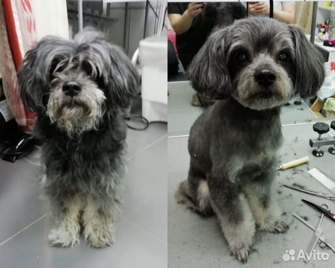 Стрижка собак