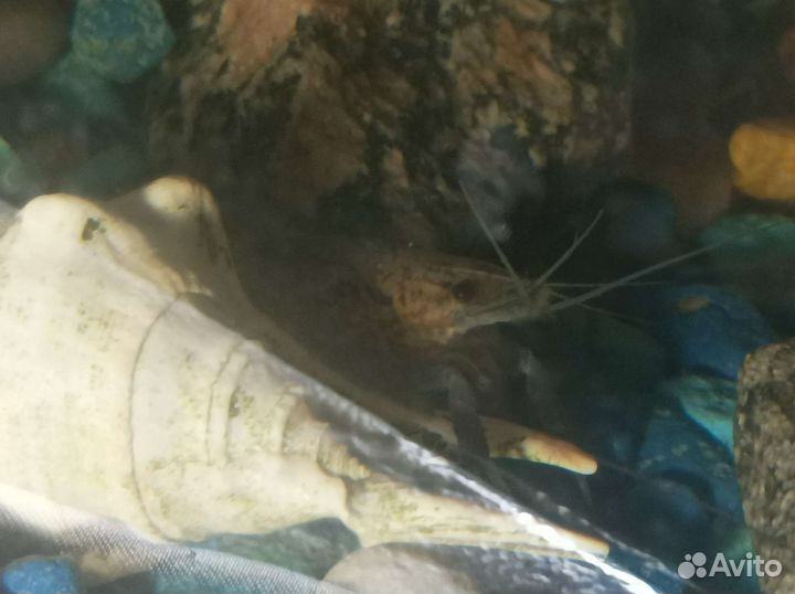 Раки декоративные