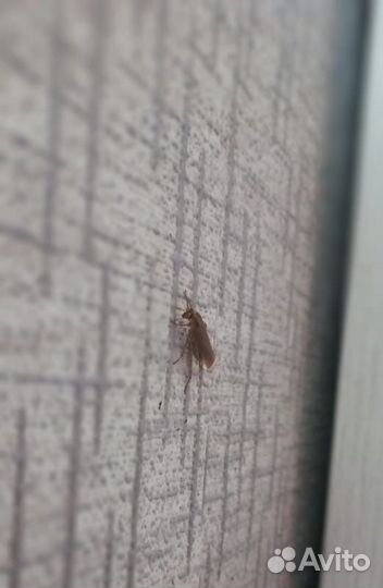 Обработка от тараканов, клопов, мышей и др