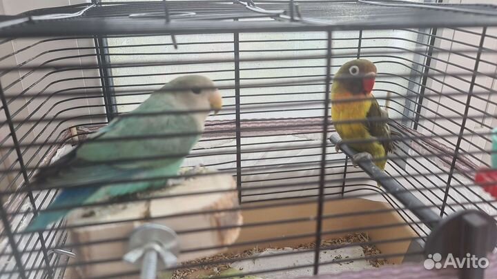Попугай с клеткой