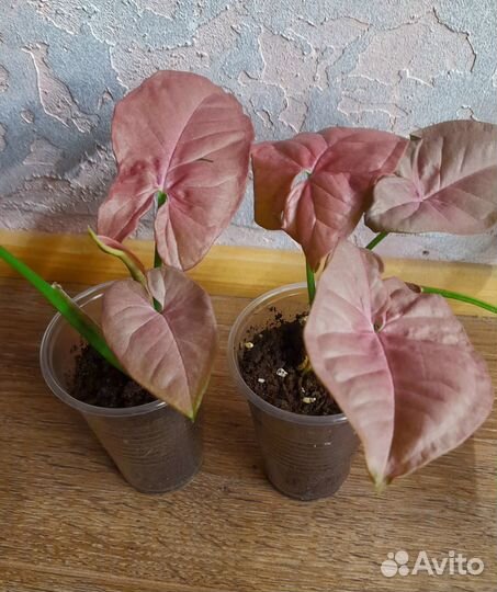 Сингониумы