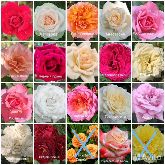 Саженцы, Кусты роз 2 года, в горшках