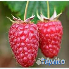 Саженцы малины