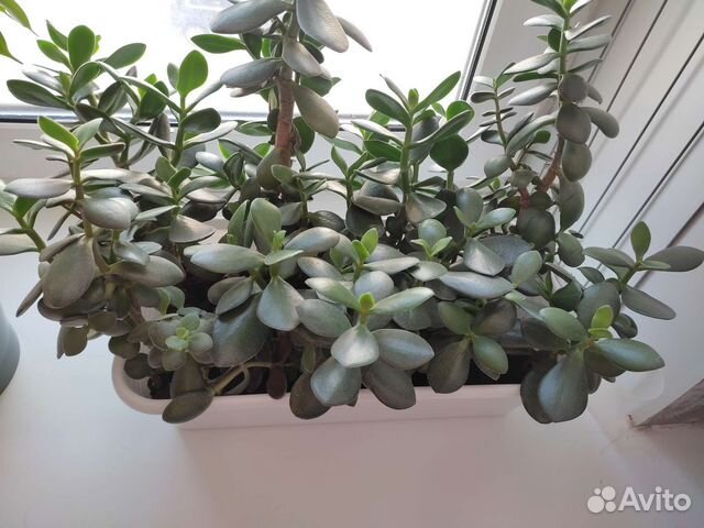 Денежное дерево Толстянка