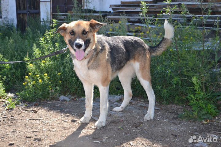 Петуния ищет дом