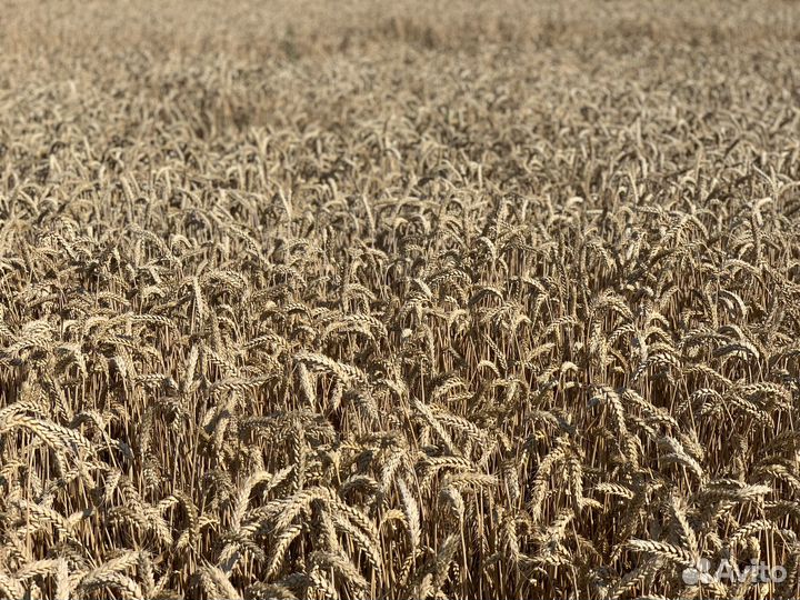 Семена озимой пшеницы