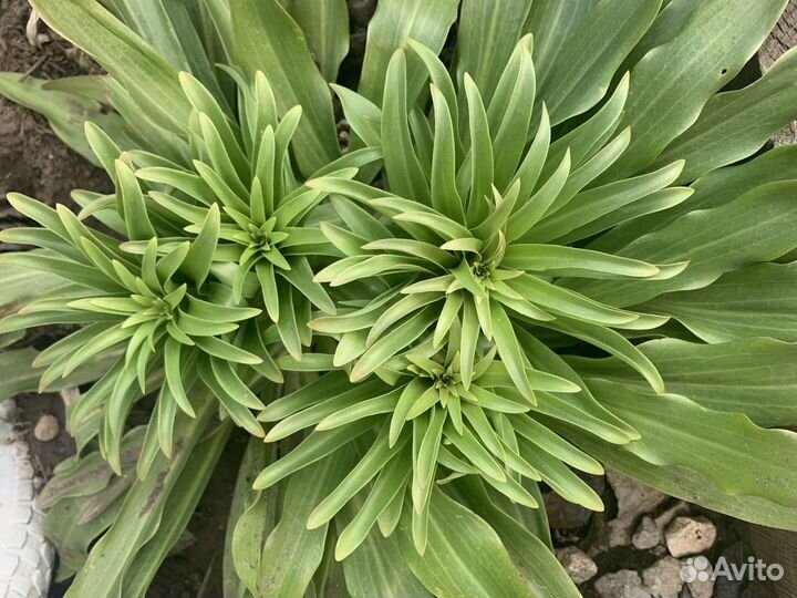 Лилии белые