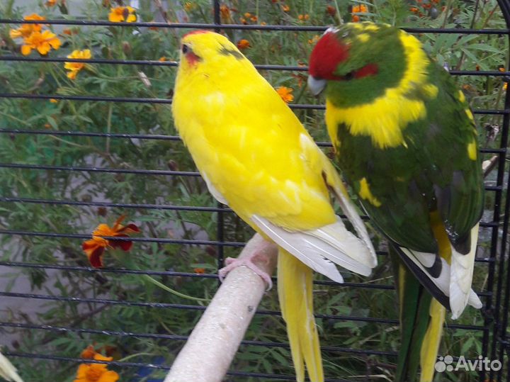 Попугай корелла и новозейланский какарик