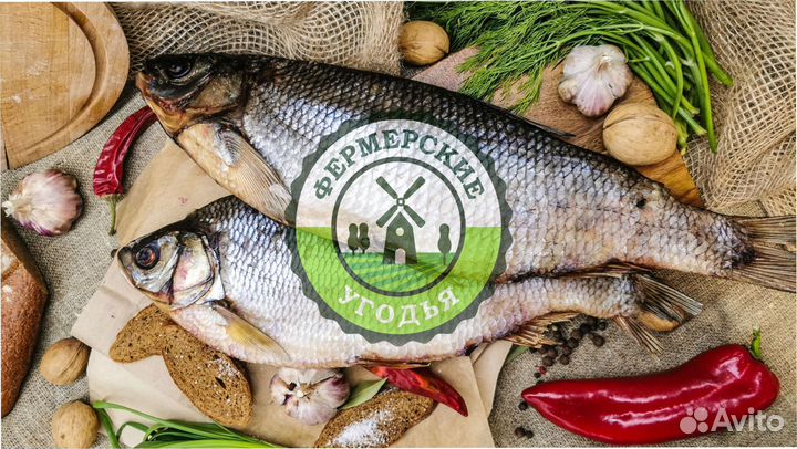 Рыба северная Язь Щука Щекур Мохтик Лещ Сырок