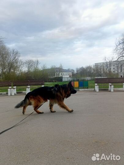 Собаки возьмите