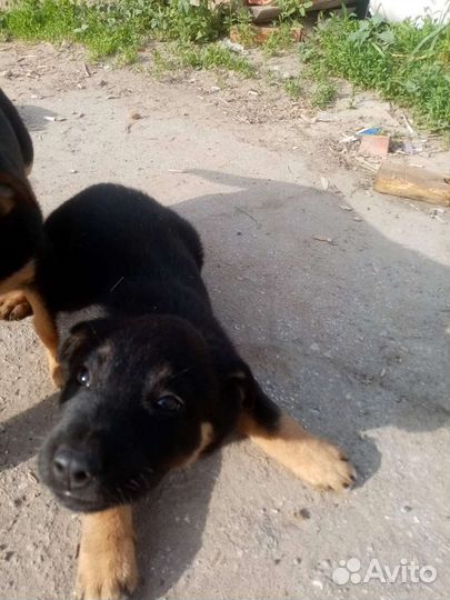 Дворянская порода